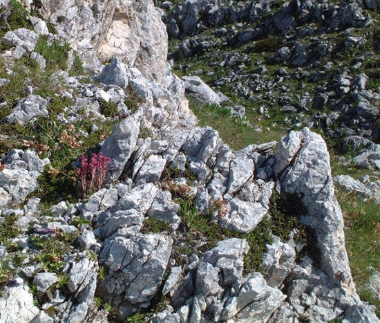 Saxifraga porophylla / Sassifraga porosa